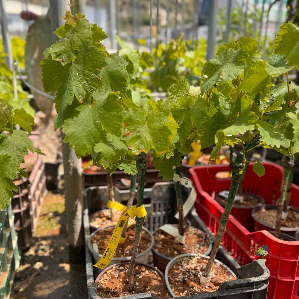 ΓΚΡΙΜΣΟΝ (Crimson Seedless) - 3